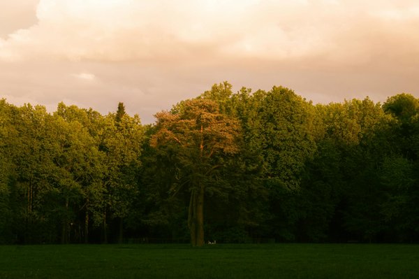 Analyse Approfondie : Lévothyroxine ou Armour Thyroid pour l'Hypothyroïdie ? Découvrez le Meilleur Traitement !